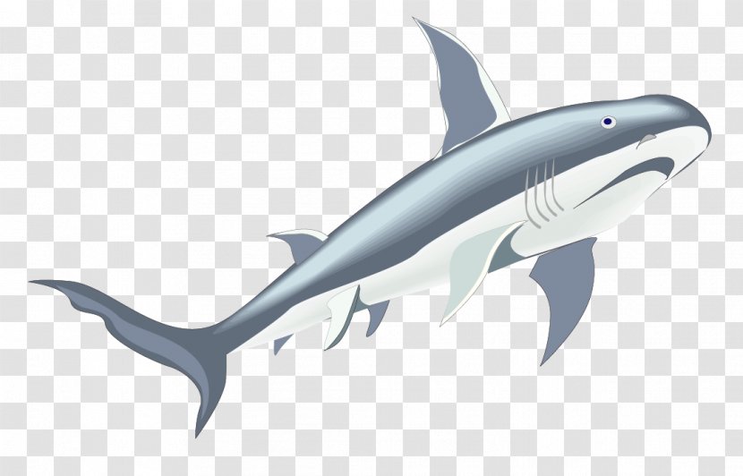 Tiger Shark Marine Biology Whale - Cartilaginous Fish - Vector Great Whales Material Transparent PNG