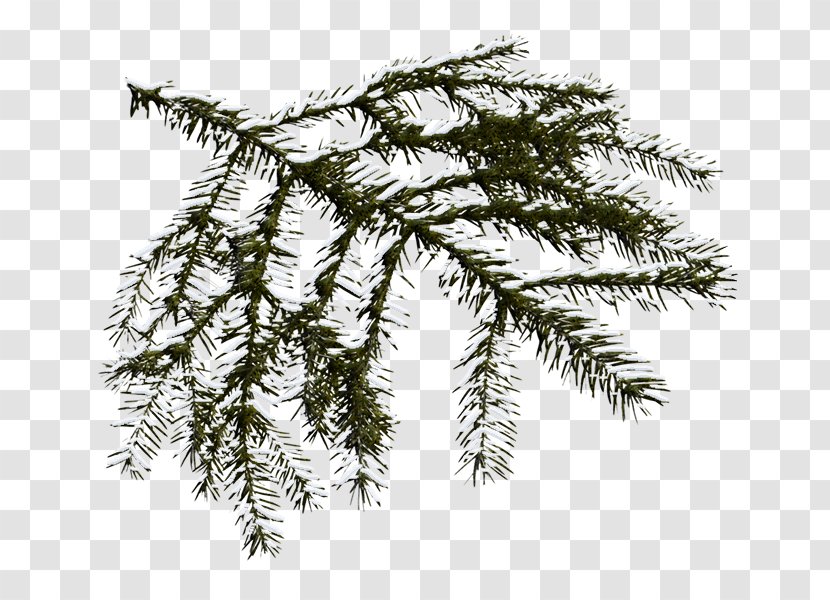 Spruce Fir Anthology - Branch - Christmas Ornaments Transparent PNG