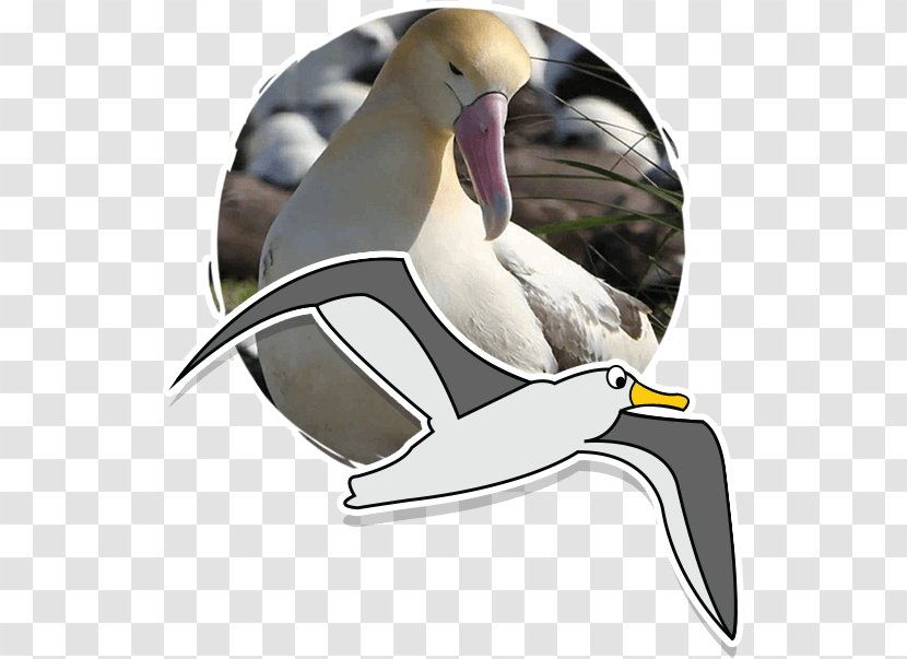 Duck Fauna Conservation Zoology Biology - Education Transparent PNG