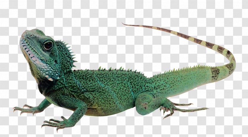 Lizard Reptile Komodo Dragon Green Iguana - Lacertidae Transparent PNG