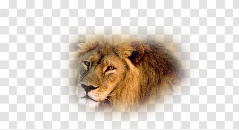 Lion Wildlife Animal Tiger Asian Film Crew - Tree - African Transparent PNG