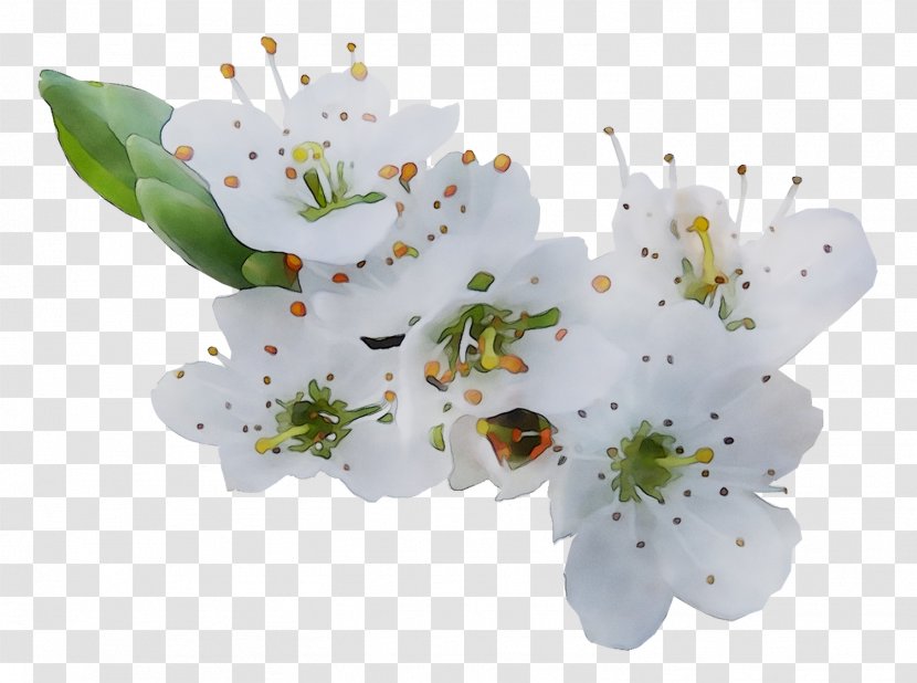 ST.AU.150 MIN.V.UNC.NR AD Cherry Blossom Cherries - Petal - Stau150 Minvuncnr Ad Transparent PNG