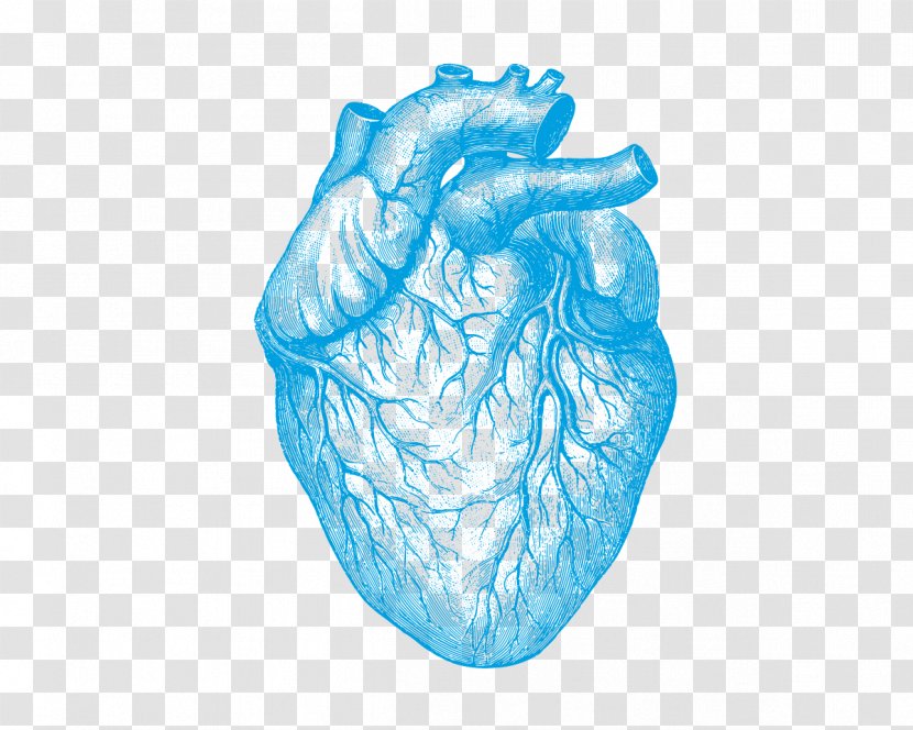 Human Anatomy Understanding Heart Disease Body Transparent PNG