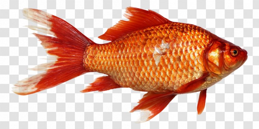 Goldfish Carp - Fin Transparent PNG
