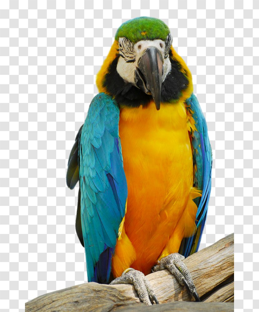 Parrot Bird - Watercolor Painting - A Colorful Transparent PNG
