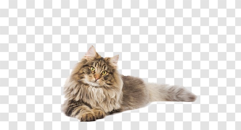 Maine Coon Siberian Cat Norwegian Forest Whiskers Asian Semi-longhair - Royal Canin Dry Food Transparent PNG