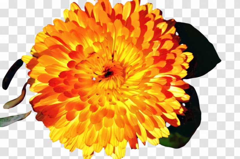 Yellow Rose - Chrysanthemum - Daisy Family Zinnia Transparent PNG
