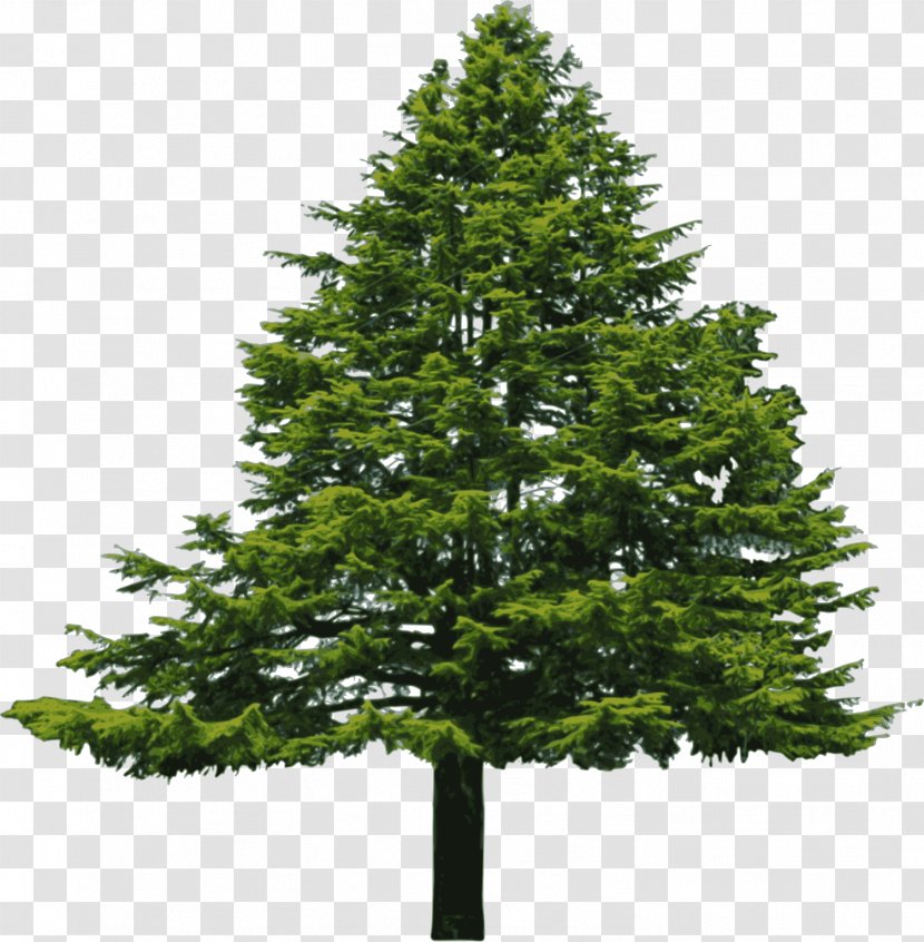 Abies Cilicica Douglas Fir Pine Clip Art - Cypress Family - Cliparts Transparent PNG