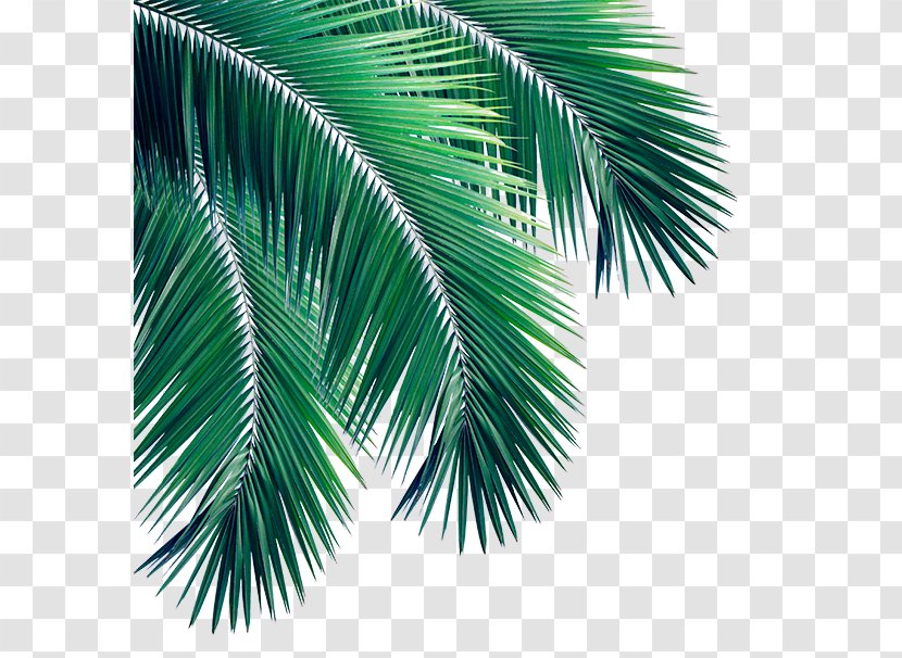 Stock Photography Arecaceae Royalty-free - Palm Branch - Leaves Transparent PNG