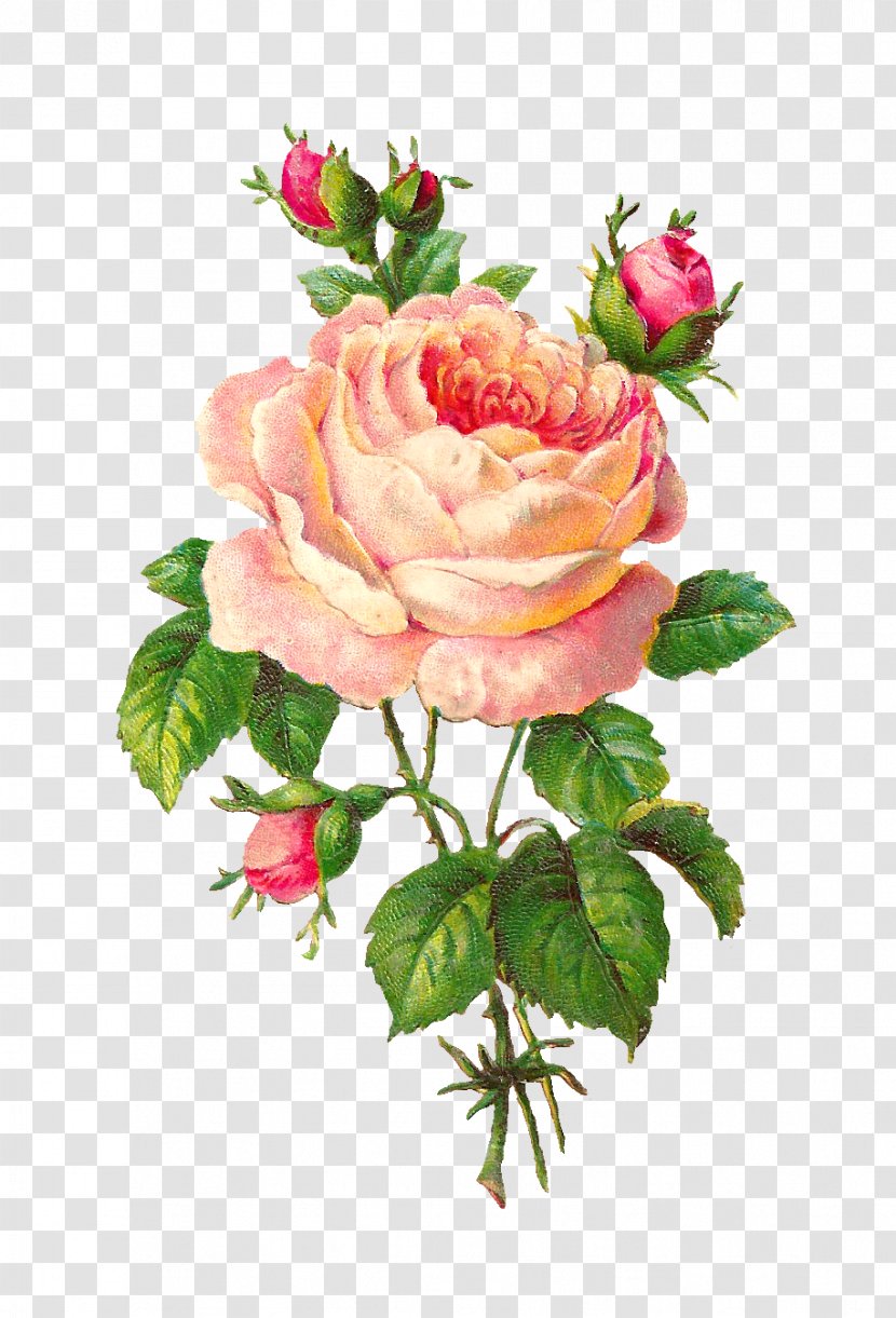 Rose Flower Pink Floral Design Clip Art - Vintage Clothing - Watercolor Transparent PNG