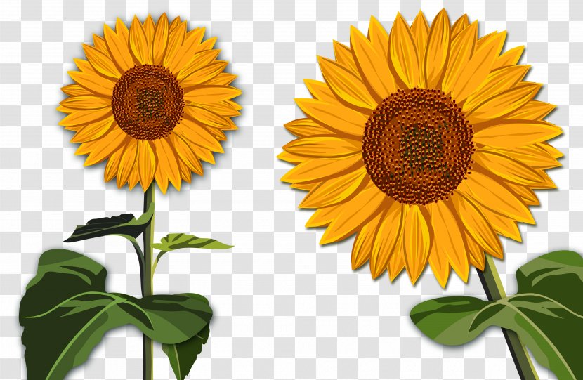 Common Sunflower Drawing Clip Art Transparent PNG