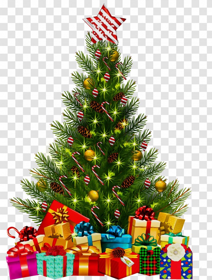 Christmas Tree - Eve Spruce Transparent PNG