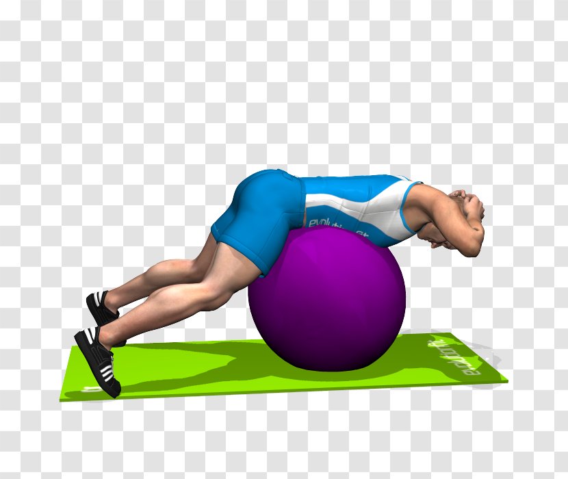 Exercise Balls Esercizi Multiarticolari Pilates Latissimus Dorsi Muscle Sport - Heart - Yoga Ball Transparent PNG