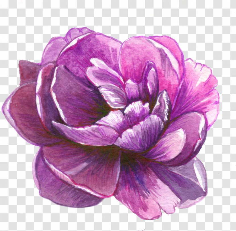 Purple Watercolor Flower - Lavender - Crocus Peony Transparent PNG