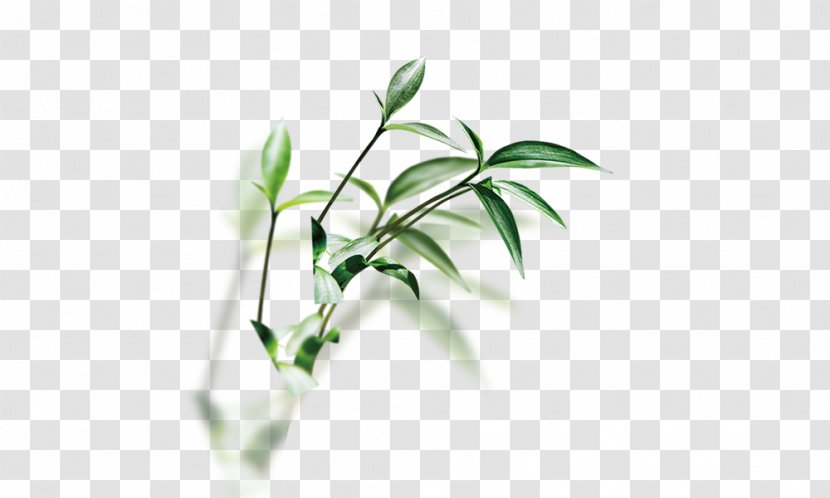 Herb Traditional Chinese Medicine Basil - Plant - Herbs Transparent PNG