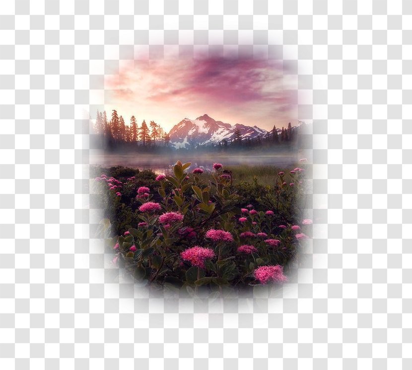Valley Of Flowers National Park Mount Shuksan Arches Rainier Denali And Preserve - Magenta Transparent PNG