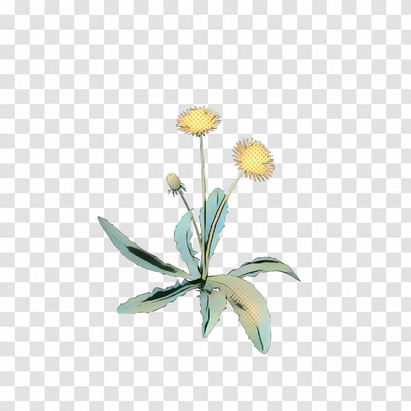 Flowers Background - Plants - Oxeye Daisy Wildflower Transparent PNG