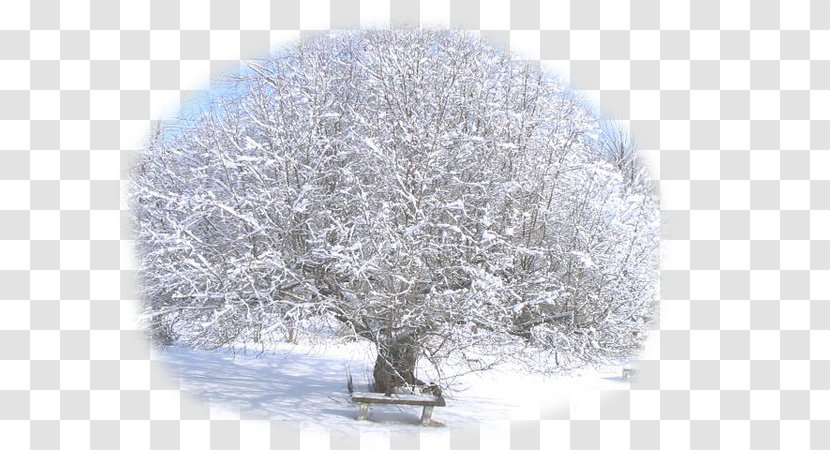 Fruit Tree Winter Thompson Snow Transparent PNG