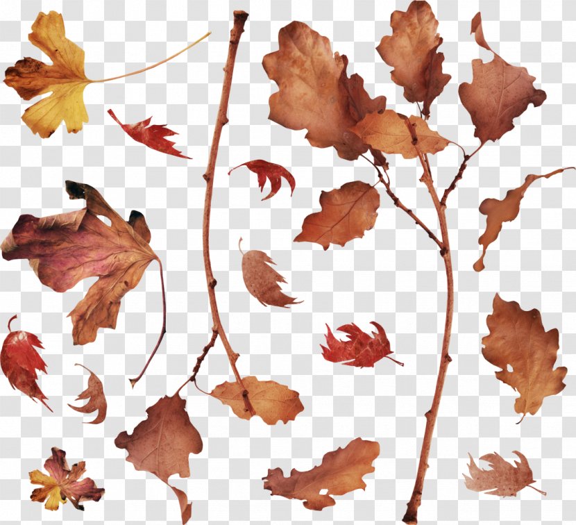 Leaf Petal Plant Stem Clip Art - Flower - Autumn Transparent PNG