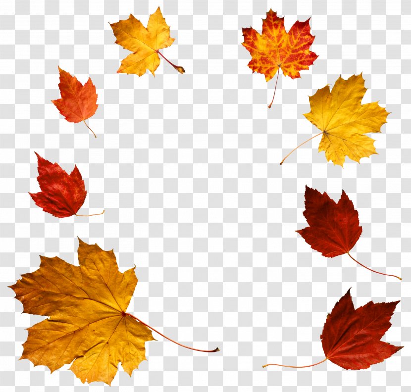 Autumn Leaf Color Clip Art - Leaves Clipart Transparent PNG