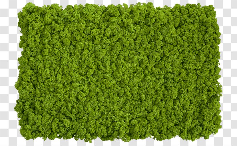 Reindeer Lichen Moss Clip Art Wall - Green Transparent PNG