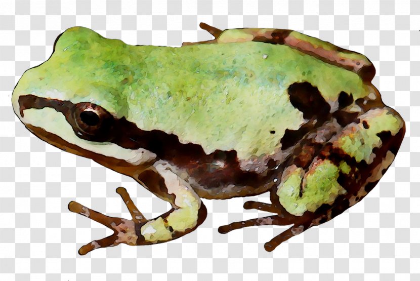 American Bullfrog True Frog Toad Terrestrial Animal Transparent PNG