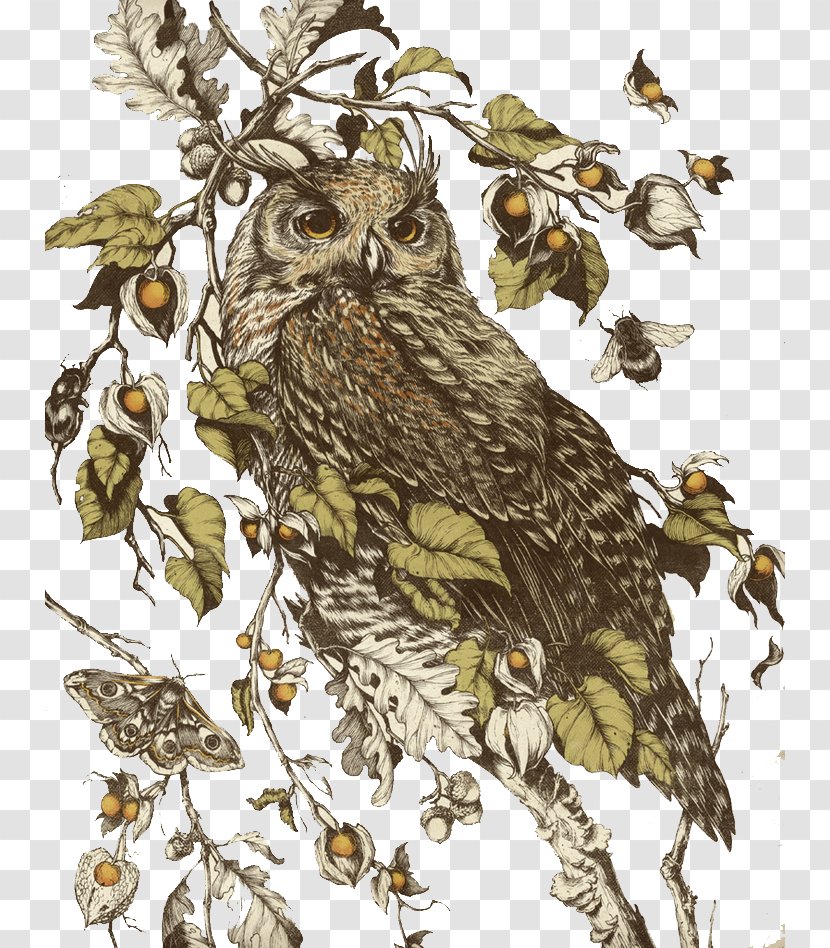 Minneapolis College Of Art And Design Illustrator Drawing Illustration - Owl Standing On Branches Transparent PNG