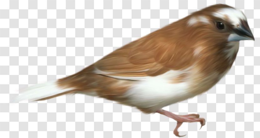 Bird Parrot Sparrow Clip Art - Perching - Cartoon Transparent PNG