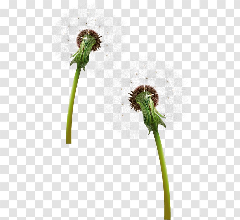 Dandelion - Flowering Plant - Digital Image Transparent PNG