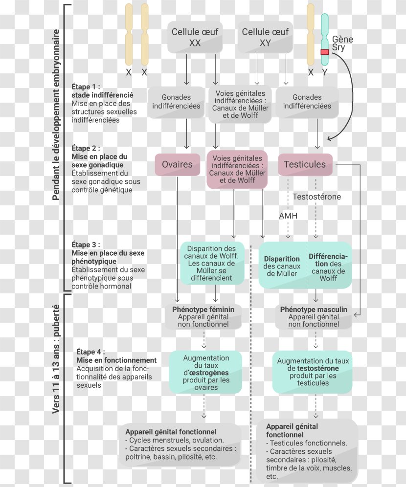 Paper Diagram Line - Design Transparent PNG