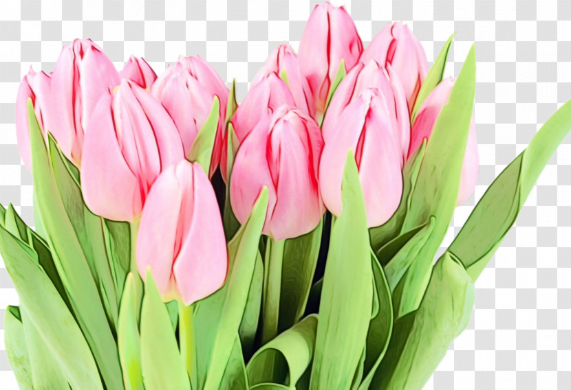 Flower Petal Tulip Plant Lady Tulip Transparent PNG