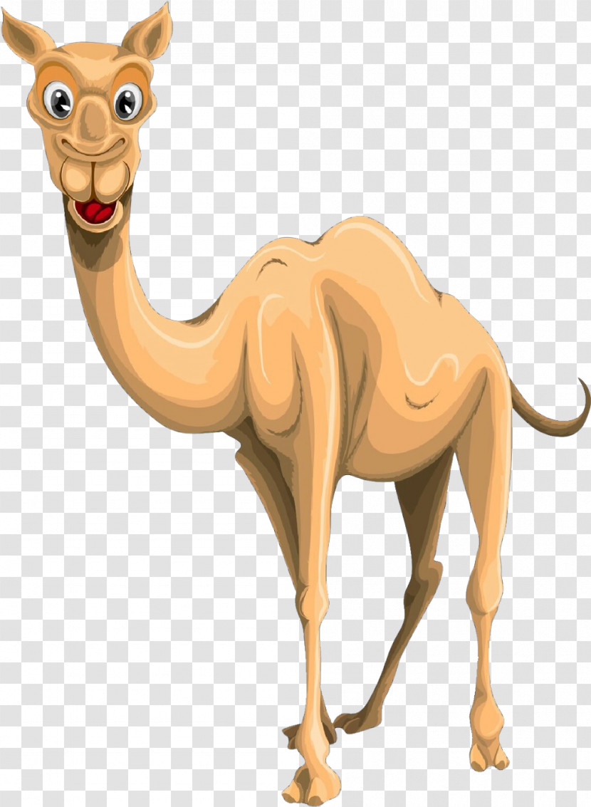 Camel Camelid Arabian Camel Animal Figure Wildlife Transparent PNG