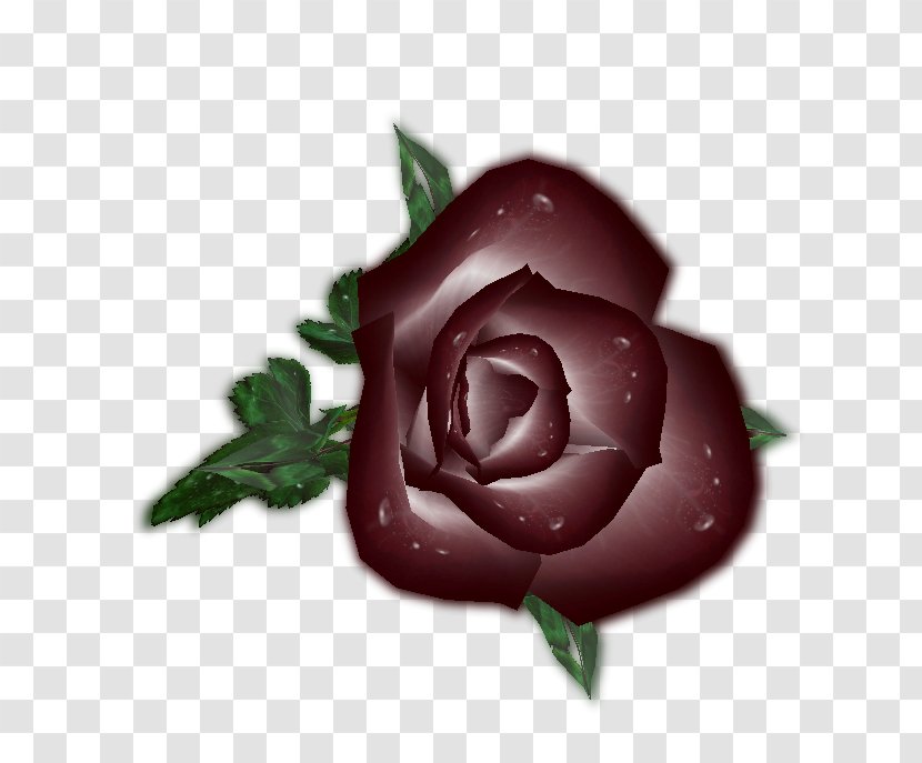 Garden Roses Cabbage Rose Petal - Red - Ok Tedi River Transparent PNG