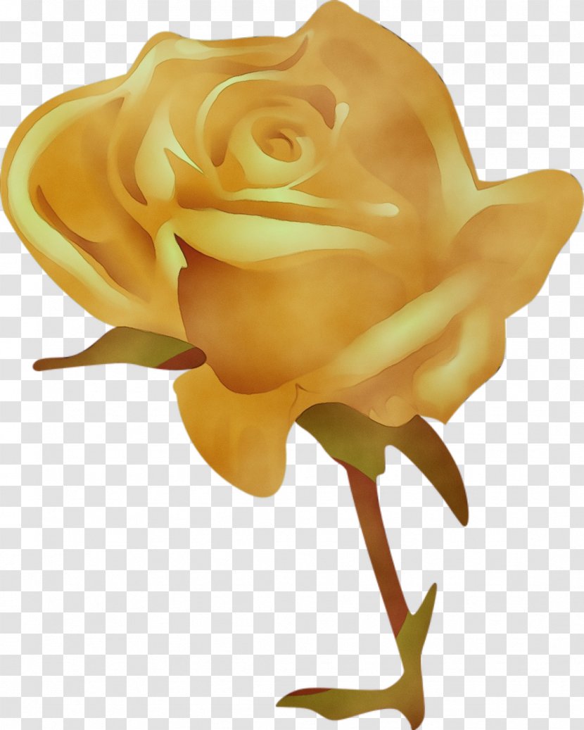 Garden Roses - Floribunda - Petal Plant Transparent PNG