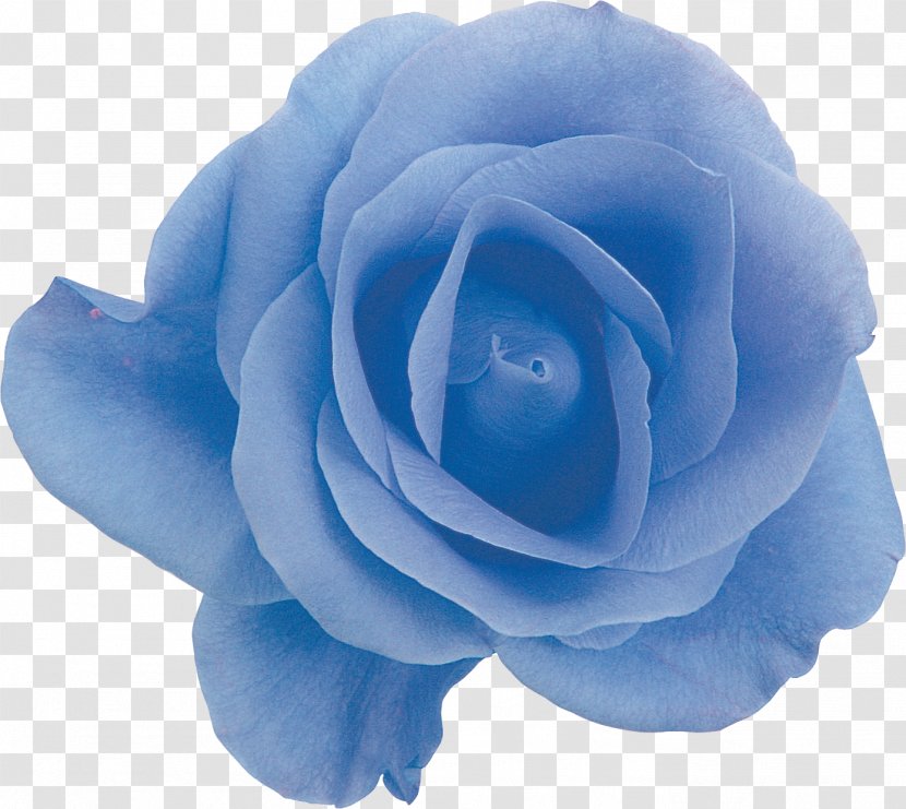 Garden Roses Blue Rose Centifolia Floribunda - Petal - Green Transparent PNG