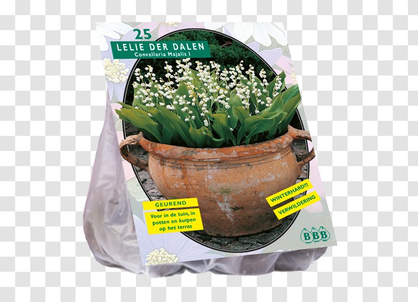 Lily Of The Valley Lilium Speciosum Bulb Flowerpot Transparent PNG