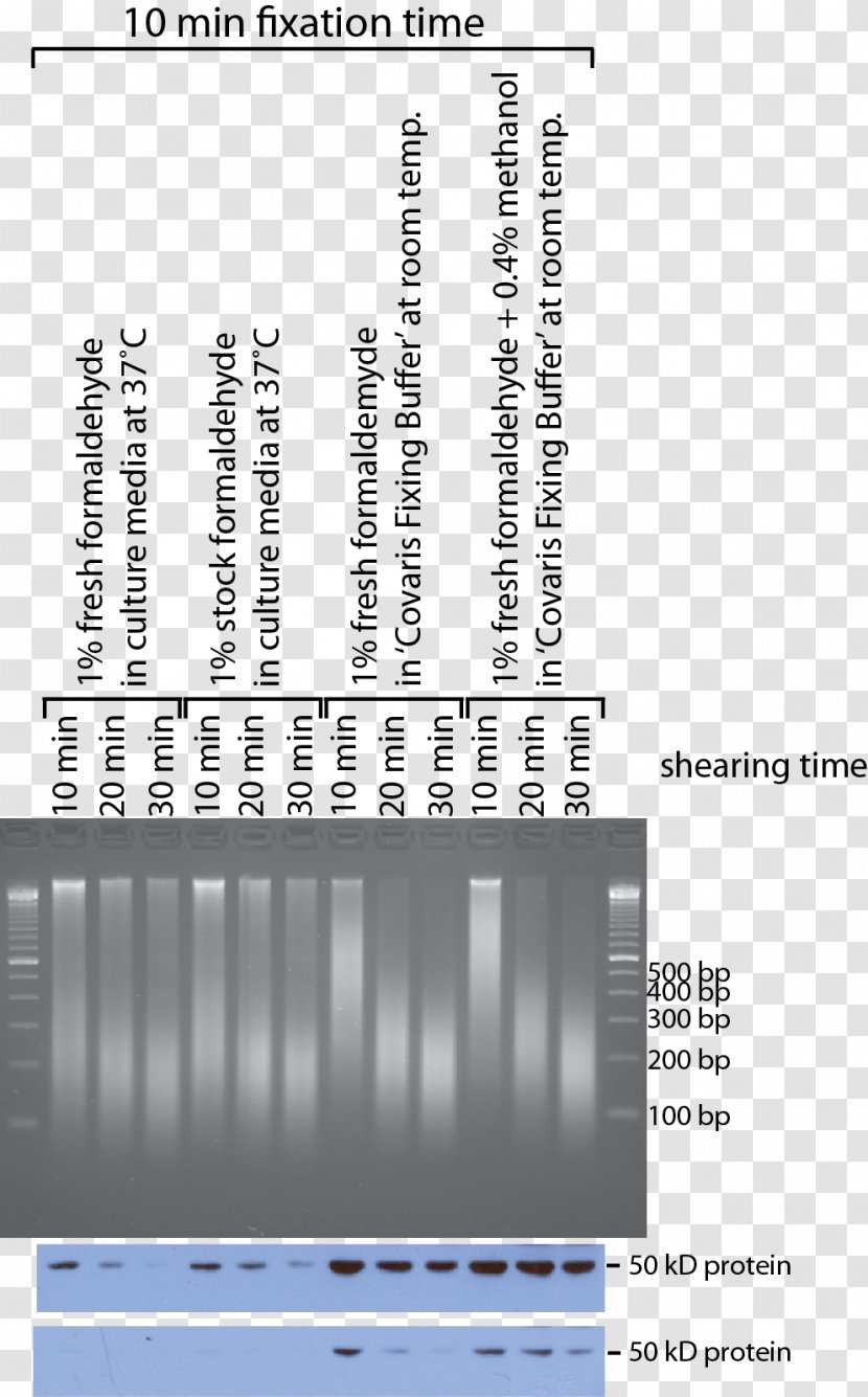Sonication Covaris, Inc. Chromatin ChIP-sequencing DNA - Diagram - Shearing Transparent PNG