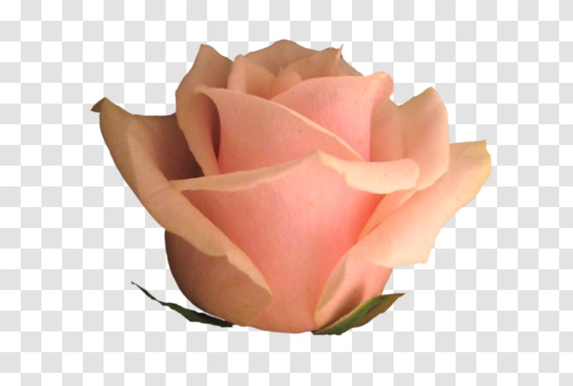 Garden Roses Cabbage Rose Floribunda Petal Cut Flowers - Order - Flowering Plant Transparent PNG