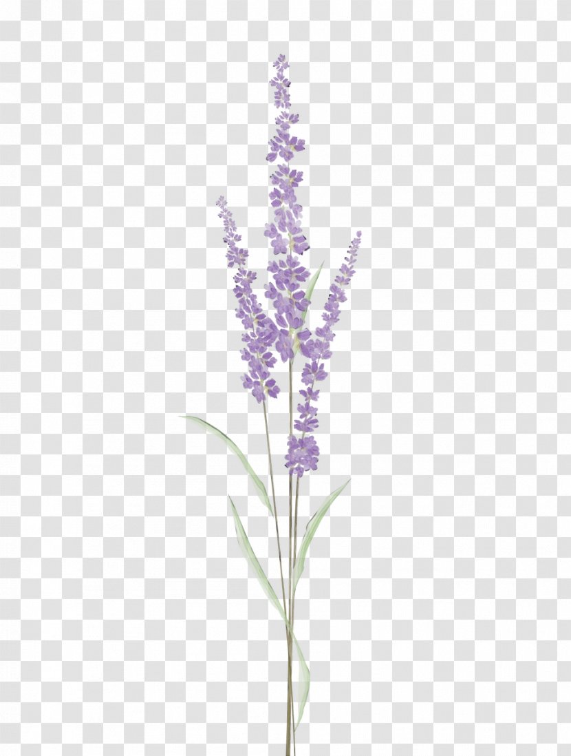 Lavender - Wet Ink - Delphinium English Transparent PNG