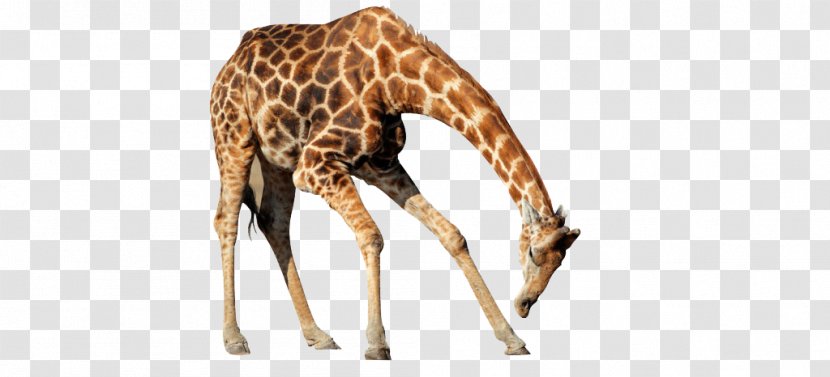 Northern Giraffe Animal Transparent PNG
