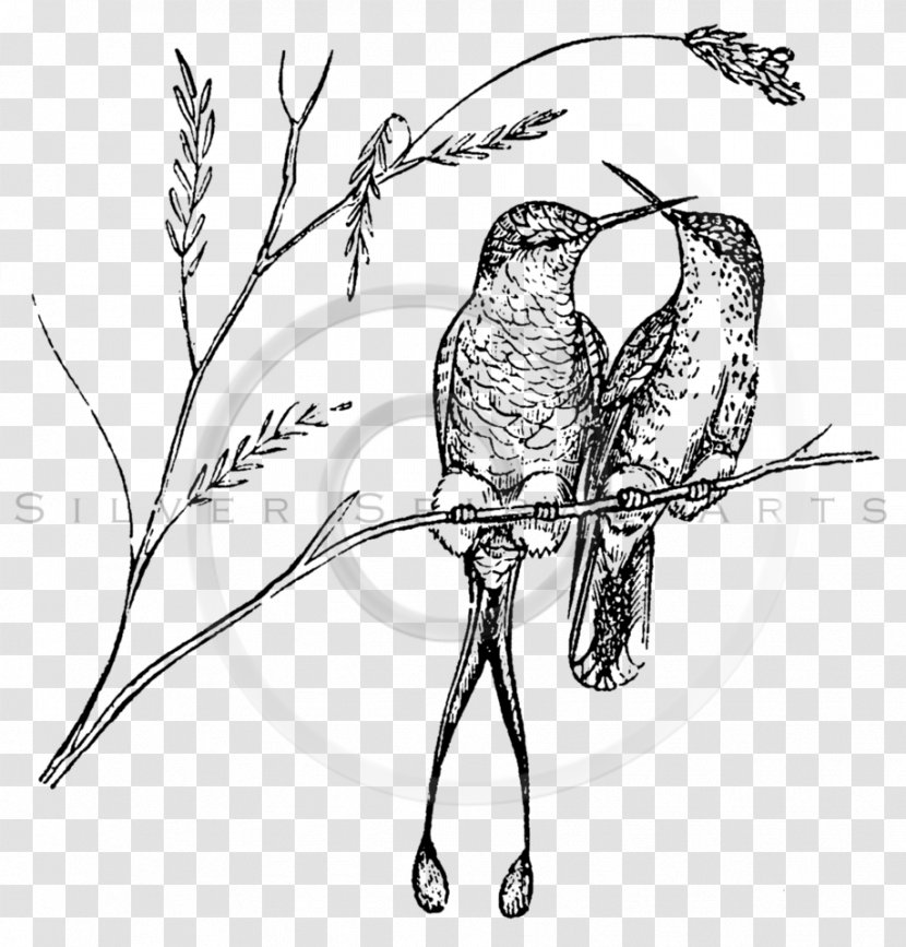 Ruby-throated Hummingbird Paper Drawing - Fauna - Bird Transparent PNG