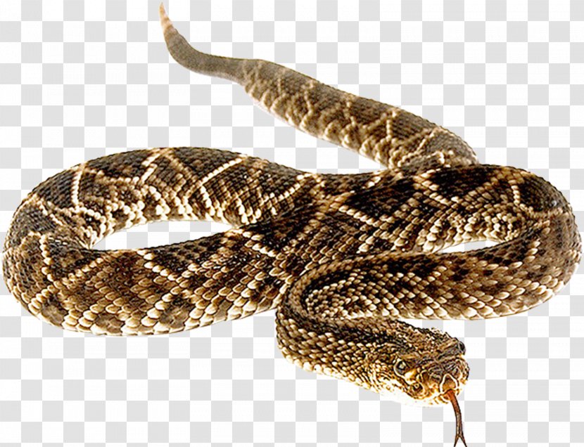 Snakes Clip Art Reptile Vipers - Rattlesnake - Snake Pattern Transparent PNG