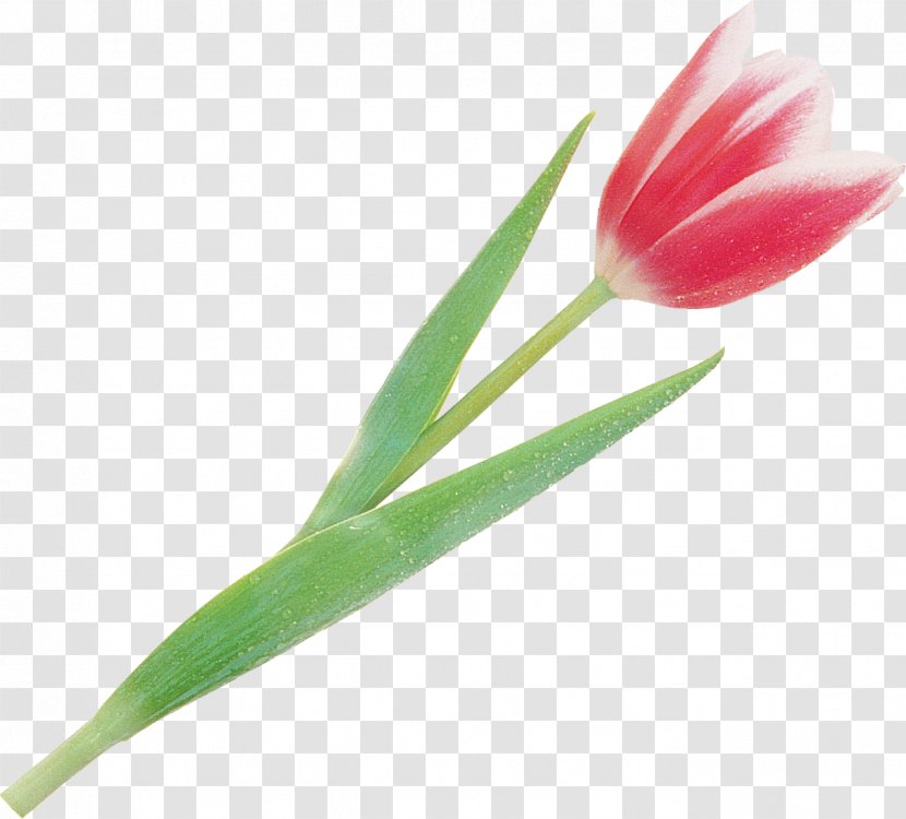 Flowering Plant Tulip Stem Bud - Liliaceae Transparent PNG