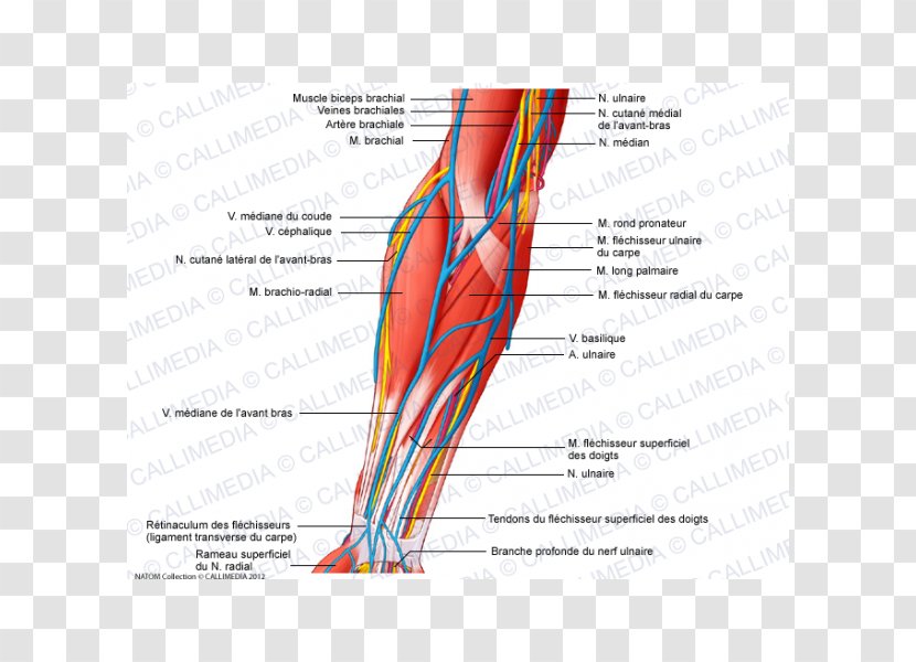 Anterior Compartment Of The Forearm Elbow Nerve Brachialis Muscle - Heart - Arm Transparent PNG