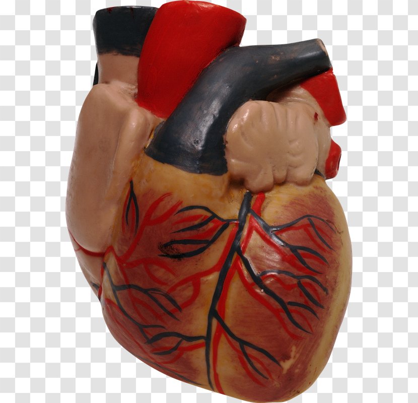 Human Heart Anatomy - Flower - Anatomia Transparent PNG
