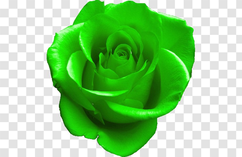 GIF Rose Green Clip Art Image - Cut Flowers Transparent PNG