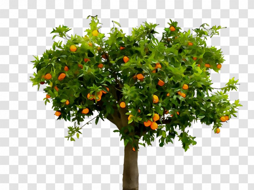 Citrus Fruit Tree Episode Narrative - Bitter Orange Transparent PNG