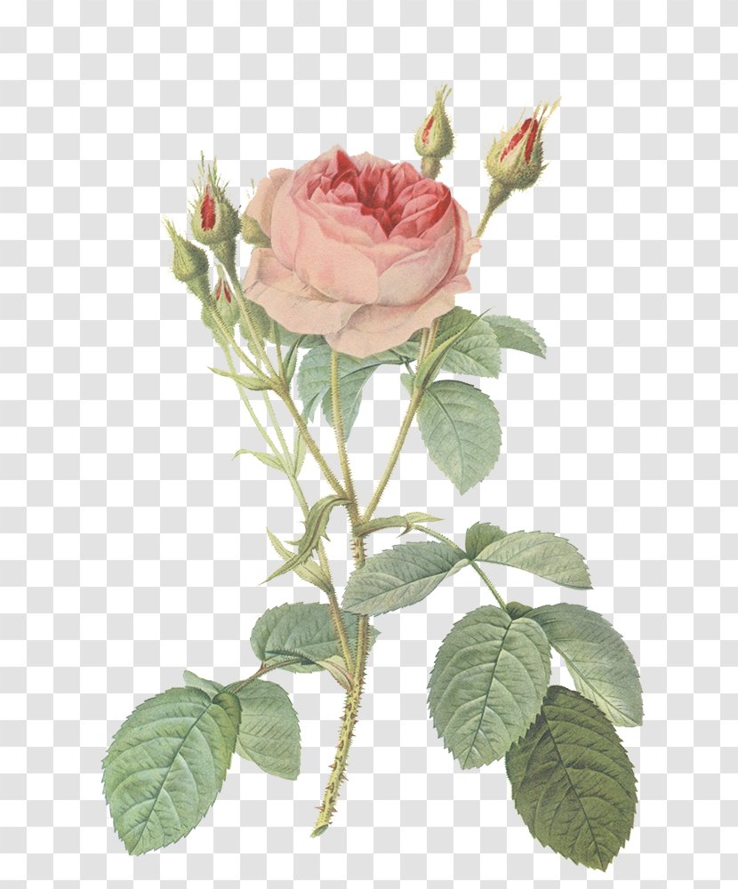 Les Roses Redoute Rose Prints Botanical Illustration Transparent PNG