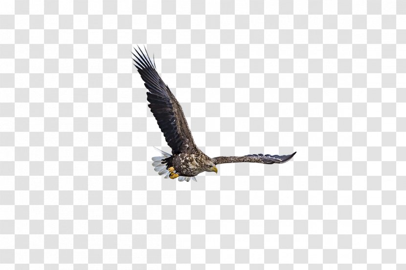 Bald Eagle Fauna Beak Wildlife Transparent PNG