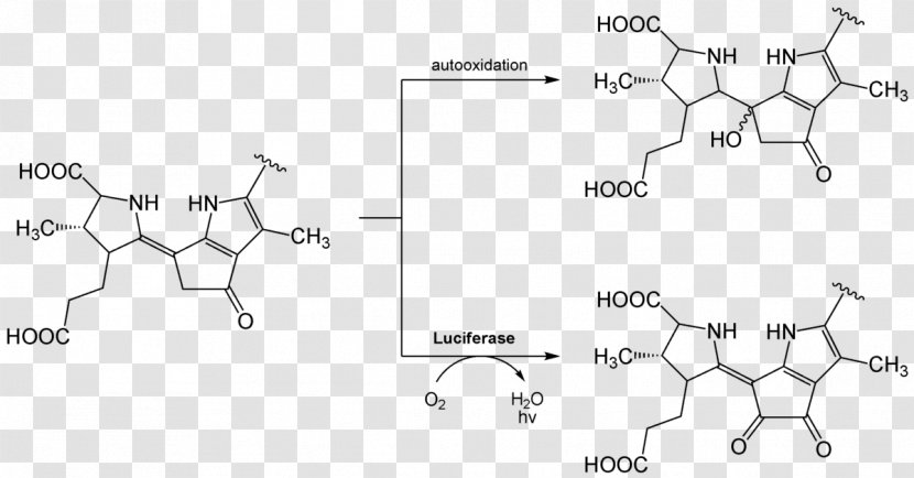 Firefly Luciferin Luciferase Bioluminescence Chemical Reaction - Diagram Transparent PNG
